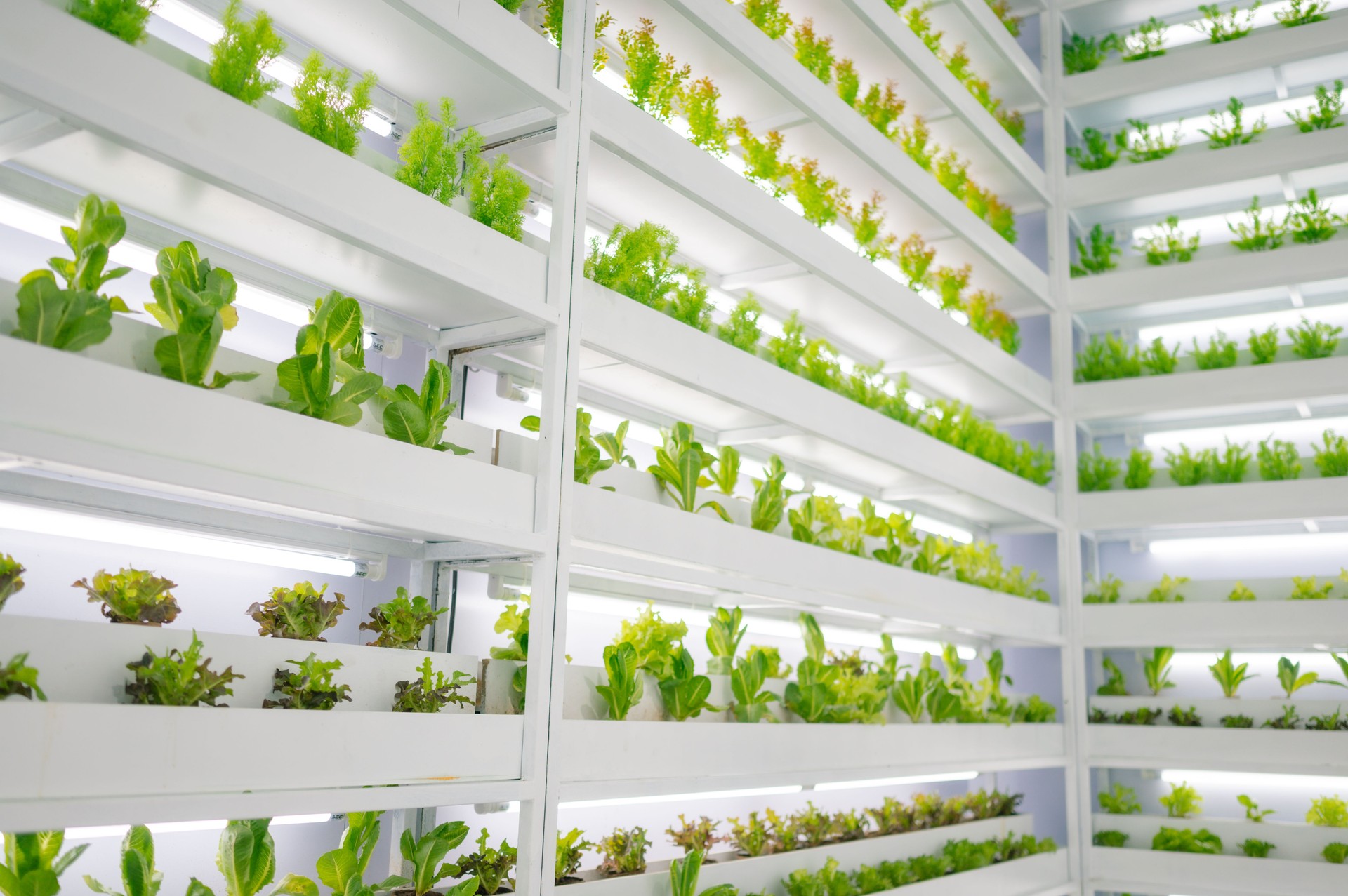 Hydroponic lettuce grown in vertical farming setup